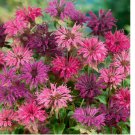 100 SEEDS Bee Balm Monarda Didya MIXED COLORS Perennial Hummingbirds Non-GMO