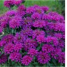 Gumball Bee Balm Seeds Flowers 100 SEEDS