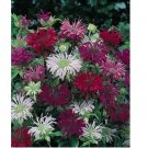 Panaroma Mix Bee Balm Seeds Flowers 100 SEEDS