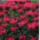 Red Velvet Bee Balm Seeds Flowers 100 SEEDS