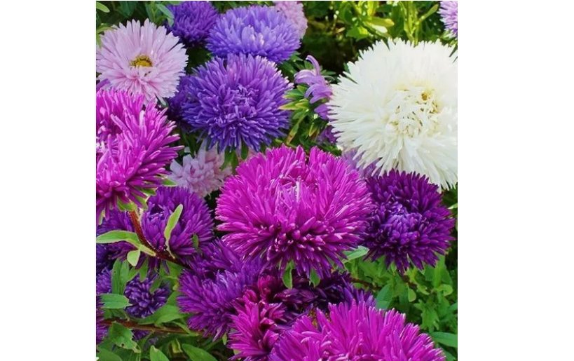 200 SEEDS Aster TALL DOUBLE GREMLIN Mix 30" Cut Flowers Sun/Part Shade Non-GMO