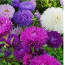200 SEEDS Aster TALL DOUBLE GREMLIN Mix 30" Cut Flowers Sun/Part Shade Non-GMO