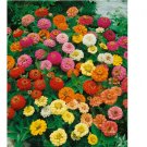 200 SEEDS Zinnia THUMBELINA MIX DWARF Butterflies Hummingbirds AAS WINNER NonGMO