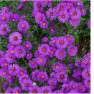 500 SEEDS New England ASTER Purple Perennial Heirloom Fall Planting USA Non-GMO 500 SEEDS New England ASTER Purple Perennial Heirloom Fall Planting USA Non-GMO