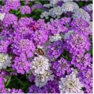 500 SEEDS CANDYTUFT ANNUAL GLOBE flower MIXED colors PINK white