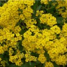 200+ SEEDS ALYSSUM BASKET OF GOLD "YELLOW" FLOWER garden ANNUAL
