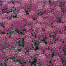 1500+ SEEDS ALYSSUM ROYAL CARPET purple FLOWER garden ANNUAL