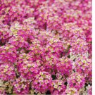 500 SEEDS Alyssum ROSIE O'DAY Pink Groundcover Bees Fragrant Flowers Non-GMO 500 SEEDS Alyssum ROSIE O'DAY Pink Groundcover Bees Fragrant Flowers Non-GMO