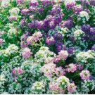1000 SEEDS Alyssum MAGIC CIRCLE MIX Trailing Groundcover Pink Purple+ Non-GMO 1000 SEEDS Alyssum MAGIC CIRCLE MIX Trailing Groundcover Pink Purple+ Non-GMO