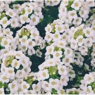 4000 SEEDS Sweet Alyssum Flower Seeds CARPET OF SNOW White Aroma Annual.