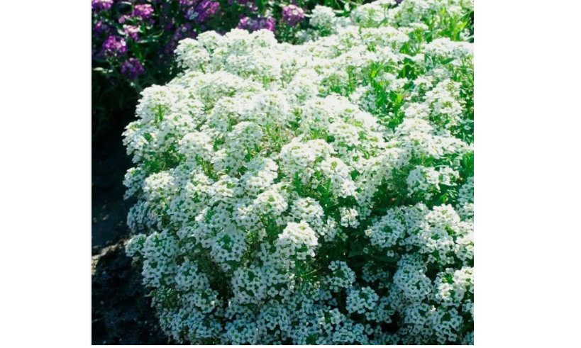 500 SEEDS Alyssum TINY TIM White 3&acirc;�� Groundcover Bees Fragrant Flowers Non-GMO