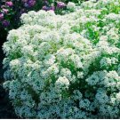 500 SEEDS Alyssum TINY TIM White 3” Groundcover Bees Fragrant Flowers Non-GMO 500 SEEDS Alyssum TINY TIM White 3” Groundcover Bees Fragrant Flowers Non-GMO