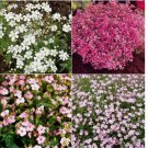 Baby's Breath MIXED COLORS Hummingbird Pollinators Non-GMO