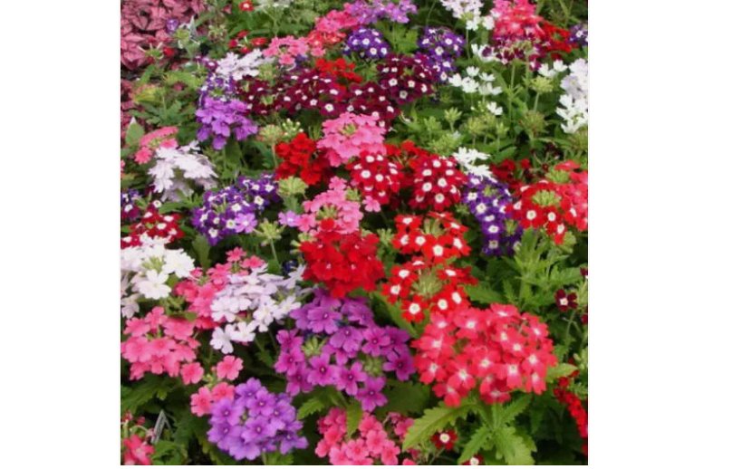 200 SEEDS Verbena COMPACTA Mix Dwarf Groundcover Tender Perennial Bees Non-GMO