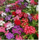 200 SEEDS Verbena COMPACTA Mix Dwarf Groundcover Tender Perennial Bees Non-GMO