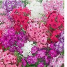 200 SEEDS PHLOX DWARF Mix 12" Tall Rock Gardens Spring Blooms Heirloom Non-GMO