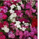 500 SEEDS Phlox TALL MIX 18" Pink White Red Flowers Spring Heirloom Pure Non-GMO