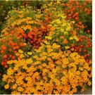 200 SEEDS Signet Marigold STARFIRE MIX 12" Beneficial | Cutting Garden! Non-GMO