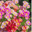 100 SEEDS Pyrethrum Tanacetum Chrysanthemum Painted Daisy Fresh Garden Seeds Heirloom