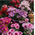 Mixed Perennial Chrysanthemum Seeds. 200pcs