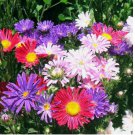 SingleChina Aster Seeds Mix Colorful Daisy-like Garden Flowers 500 SEEDS