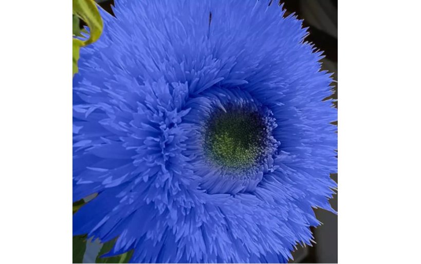 Blue Teddy Bear Sunflower Seeds 50 pcs