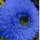 Blue Teddy Bear Sunflower Seeds 50 pcs