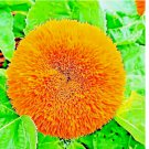 DWARF TEDDY BEAR SUNFLOWER 100 SEEDS SPRING MIX HEIRLOOM NON-GMO