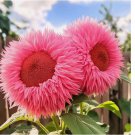 Rare Pink Enchanting Giant Teddy Bear Sunflower Seeds 50pcs