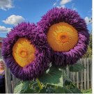 Rare Yellow & Purple Enchanting Giant Teddy Bear Sunflower Seeds 50pcs