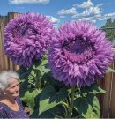 Purple Enchanting Giant Teddy Bear Sunflower Seeds 50pcs