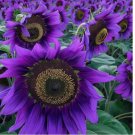 Rare Purple Sunflower Seeds ‘Violet Majesty’ - Unique Blooms for Garden 50pcs