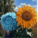 Rare Yellow & Blue Mixed Enchanting Giant Teddy Bear Sunflower Seeds 50pcs
