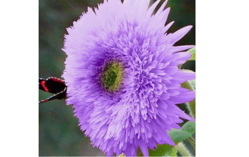 Rare Purple Teddy Bear Sunflower Seeds for Planting Non GMO 50pcs