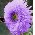 Rare Purple Teddy Bear Sunflower Seeds for Planting Non GMO 50pcs
