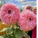 Pink Giant Teddy Bear Sunflower Seeds 50pcs