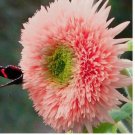 Pink Pooh Sunflower Seeds - Unique Pink Blooms, Non-GMO 50pcs