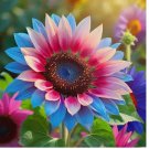 Rare Twin-Blossom Blue Over Pink Sunflower Seeds 50pcs