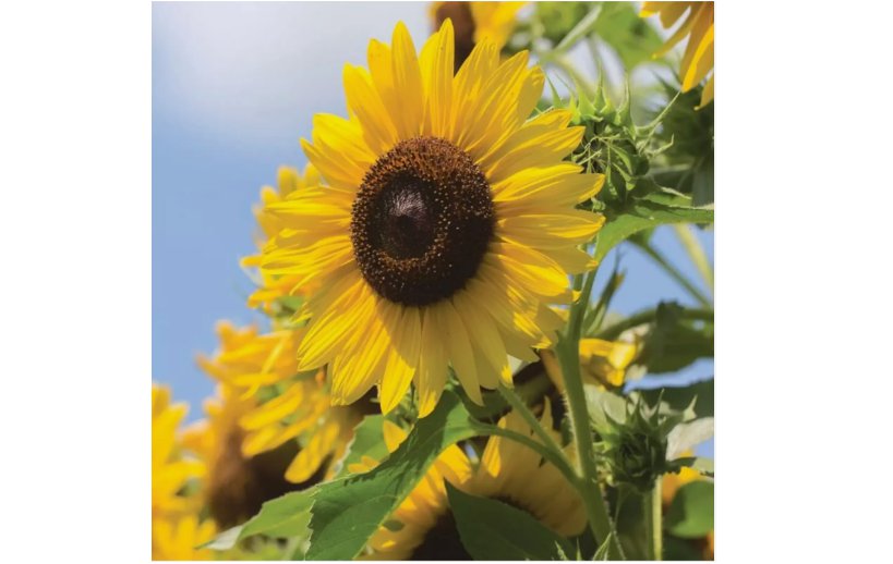 Multi-Headed Sunflower Seeds for Planting- Rare and Stunning Garden Blooms 50pcs