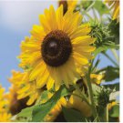 Multi-Headed Sunflower Seeds for Planting- Rare and Stunning Garden Blooms 50pcs