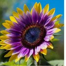 Rare Purple Heart Sunflower Seeds 50 pcs