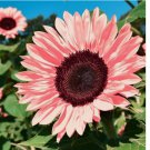 Non-GMO Pink Sunflower Seeds 50pcs