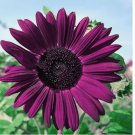 Purple Sunflower Seeds for Planting - Non GMO 50pcs