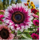 Strawberry Blonde Hybrid Sunflower Seeds - Non-GMO 50pcs