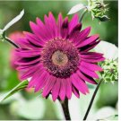 Purple Sunflower Seeds for Planting - Non-GMO 50pcs