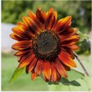 100+ SEEDS VELVET QUEEN SUNFLOWER - FRESH FOR GARDENS