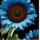 Midnight Oil Blue Sunflower Seeds Plants Garden Planting Colorful 50pcs/pack