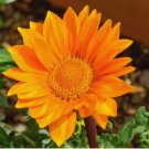100 BULK SEEDS GAZANIA GARDEN LEADER ORANGE Gazania Rigens