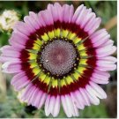 Painted Mix Daisy Flower Seeds Non GMO 50pcs