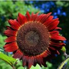 50+ SEEDS Sunflower RED SUN 5-6’ Bronze/Maroon Flowers 6" Pollinators Non-GMO